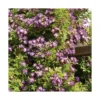 Rosier veilchenblau coloris violet. Le pot de 3 litres