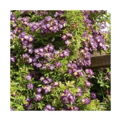 Rosier veilchenblau coloris violet. Le pot de 3 litres