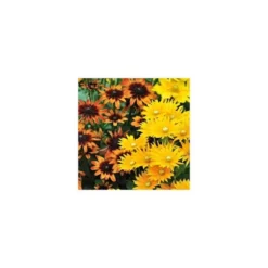 Rudbeckia Vivace - Le pot de 3 litres