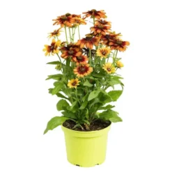 Rudbeckia Vivace - Le pot de 3 litres