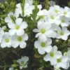 Sabline - La barquette de 6 plants