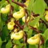 Sabot de Venus Vivace jaune - Le pot de 1 litre
