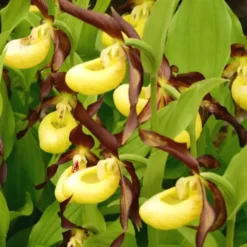 Sabot de Venus Vivace jaune - Le pot de 1 litre