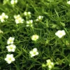 Sagina Subulata Scottish Moss - Le pot de 4 litres