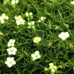 Sagina Subulata Scottish Moss - Le pot de 4 litres