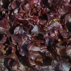 Salade A Couper Feuille De Chene Rouge Alezan Bio. La barquette de 12 plants