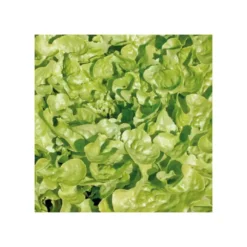 Salade A Couper Feuille De Chene Verte Kisheri Bio. La barquette de 12 plants