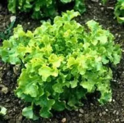 Salade A Couper Feuille De Chene Verte Kisheri Bio. La barquette de 12 plants