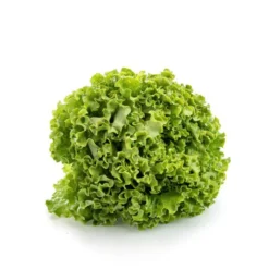 Salade batavia bio de France - Prix à la pièce