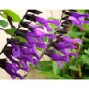 Salvia Amistad ou Sauge en pot de 4 L