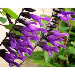 Salvia Amistad ou Sauge en pot de 4 L