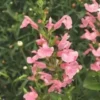 Salvia Microphylla - Le pot de 1 litre