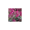 Salvia Wendys Wish - Le pot de 4 litres
