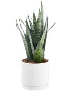Sansevieria Zeylanica vert en pot blanc émaillé botanic®. Le pot Ø 24 cm
