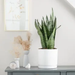 Sansevieria Zeylanica vert en pot blanc émaillé botanic®. Le pot Ø 24 cm
