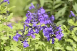 Sauge arbustive SO COOL PURPLE - Le pot de 2 litres