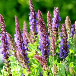 Sauge des bois bleue Salvia sensation. Le pot de 2 litres