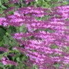 Sauge des bois ou Salvia Nemerosa Sensation compact Bright Rose. Le pot de 2 litres