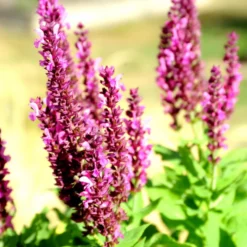 Sauge des bois salvia sensation bleue en pot de 2 L