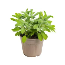 Sauge Officinale Bio. Le pot de 1 litre