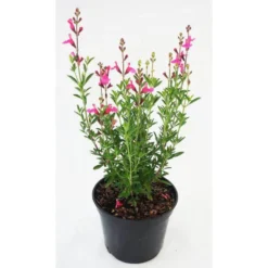 Sauge Salvia x greggi Flamenco Rose - Le pot de 5 litres