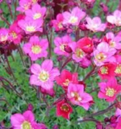 Saxifrage mousse - Le pot de 1 litre
