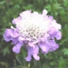 ScaBiosa - Le pot de 4 litres