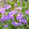 Scaevola - Le pot de 1 litre