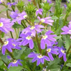 Scaevola - Le pot de 1 litre