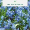 Scilla siberica botanic® - 10 bulbes
