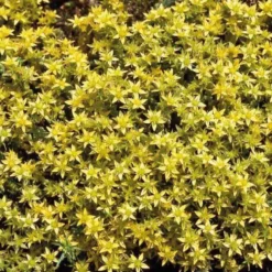 Sedum Acre Aureum - Le pot de 9 x 9 cm