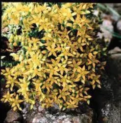 Sedum Acre jaune. Le pot de 1 litre