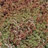 Sedum Album - Le pot de 1 litre