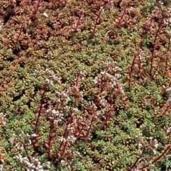 Sedum Album - Le pot de 1 litre