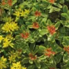 Sedum Kamtschaticum Variegatum jaune - Le pot de 9 x 9 cm