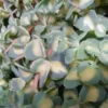 Sedum Mexicanum - Le pot de 1 litre