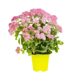Sedum Spectabile - Le pot de 9 x 9 cm