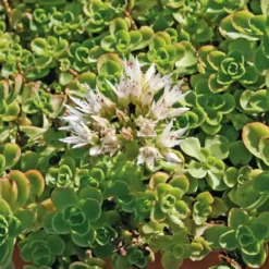 Sedum Spurium blanc - Le pot de 9 x 9 cm