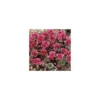 Sedum Spurium - La barquette de 6 plants