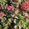 Sedum Spurium - Le pot de 1 litre