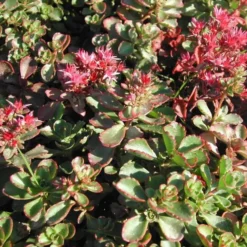 Sedum Spurium - Le pot de 1 litre