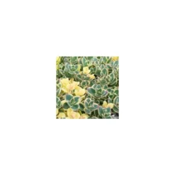 Sedum Sunsparkler Lime Zinger - Le pot de 2 litres
