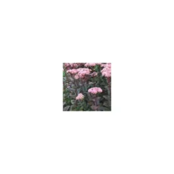 Sedum Telephium - Le pot de 1 litre