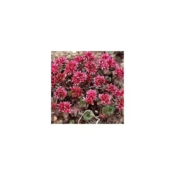Sedum Toiture Vegetalisee - La barquette de 6 plants