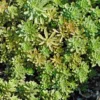 Sedum 'Weihenstephaner Gold' - Le pot de 1 litre