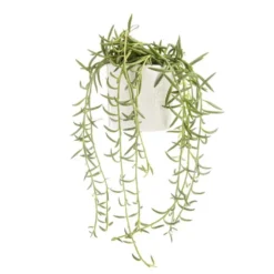 Senecio radicans en pot blanc émaillé H 10 x Ø 15 cm