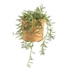 Senecio radicans en pot terre cuite H 10 x Ø 15 cm