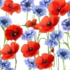 Serviettes x20 3 plis 24x24 cm Summerfield