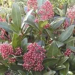 Skimmia japonica rubella 30/40 cm. Le pot de 3 litres
