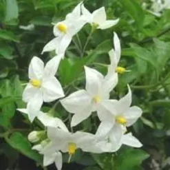 Solanum faux jasmin tige - Le pot de 6 litres